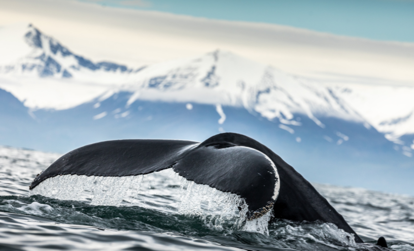 Isafjordur - Walvissen spotten
