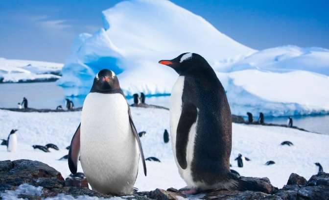 Pinguins in Antarctica