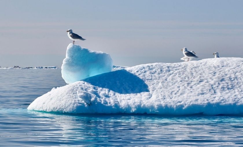 Vogel Ilulissat