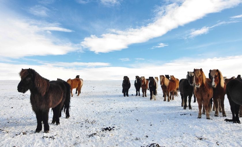 Ponies in Ijsland